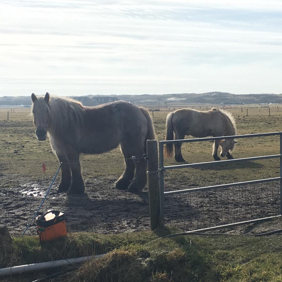 Appartement Noorderkragt, Amelander Kaap Hollum  Esterno foto